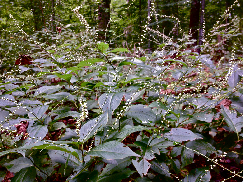 American jumpseed reference
