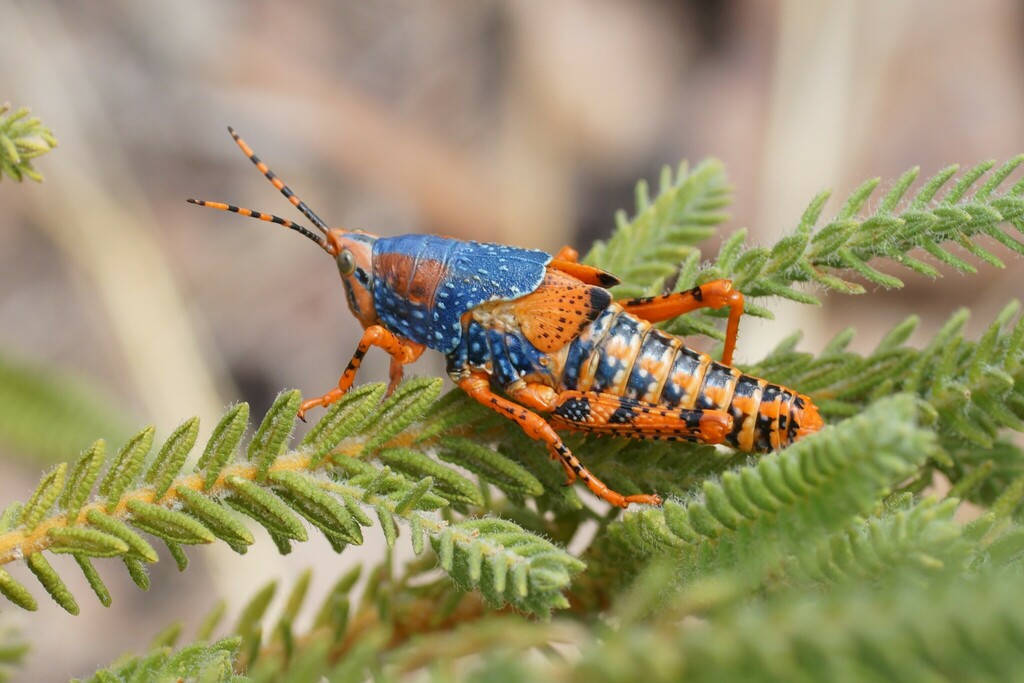 Leichhardt's Grasshopper reference