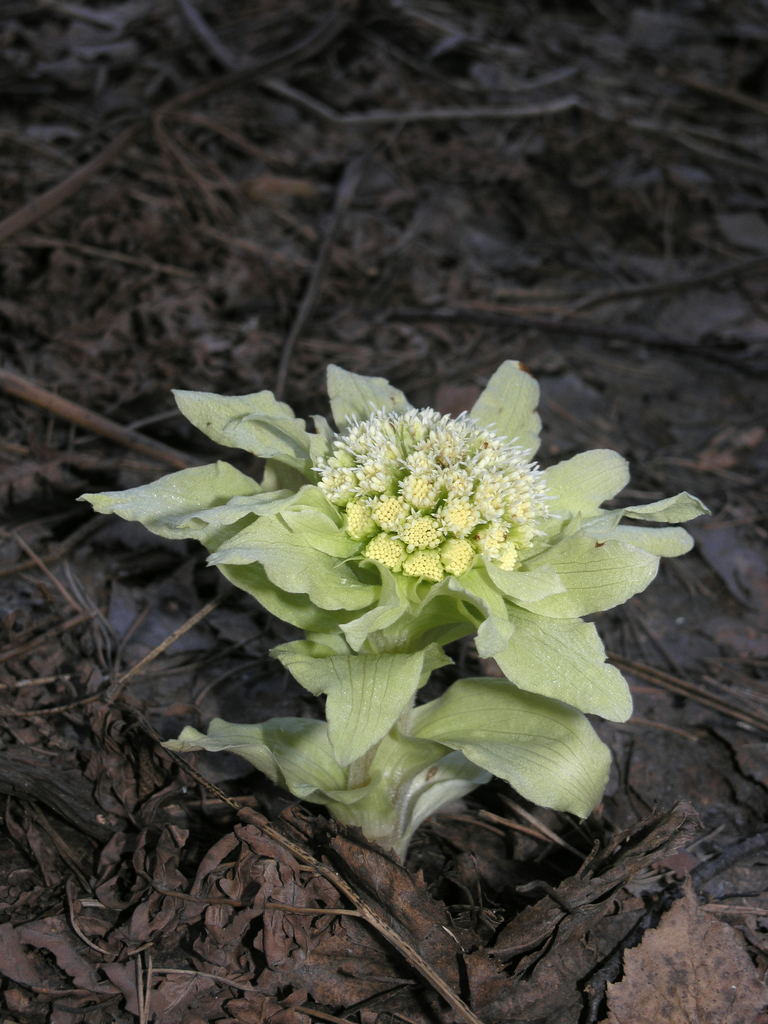 Giant Butterbur reference