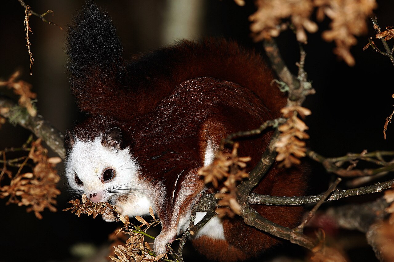 Red and White Giant Flying Squirrel reference
