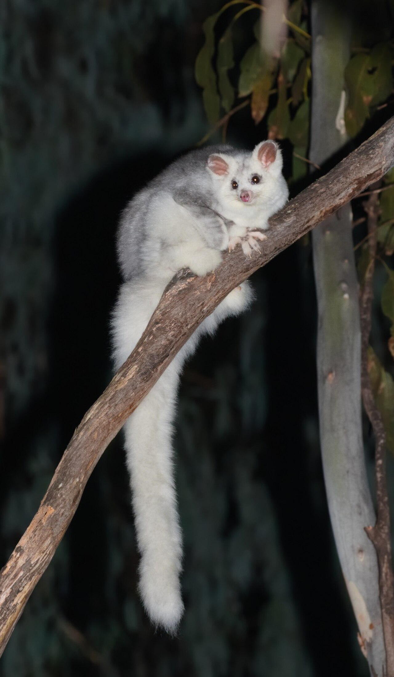 Greater Glider reference