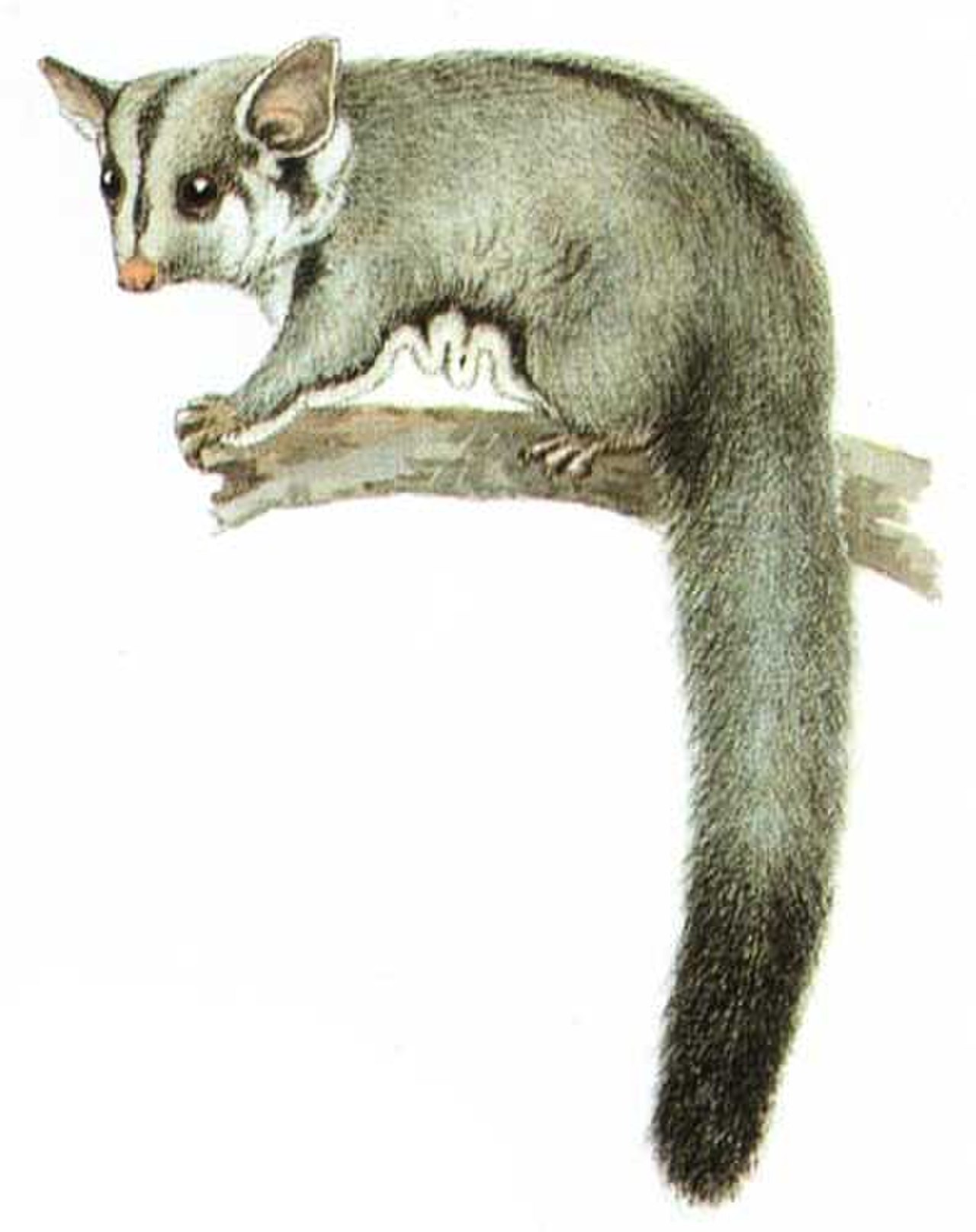 Sugar Glider reference