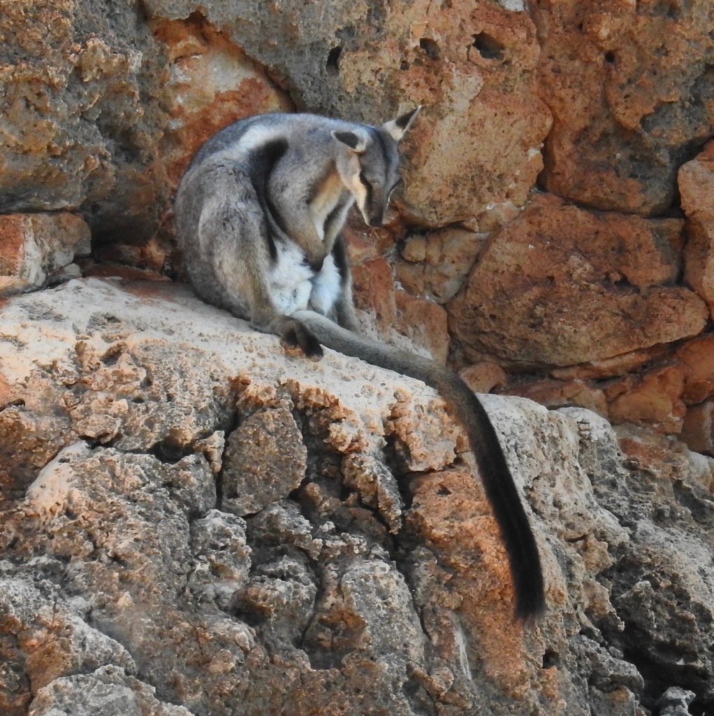 Black-footed Rock-wallaby reference