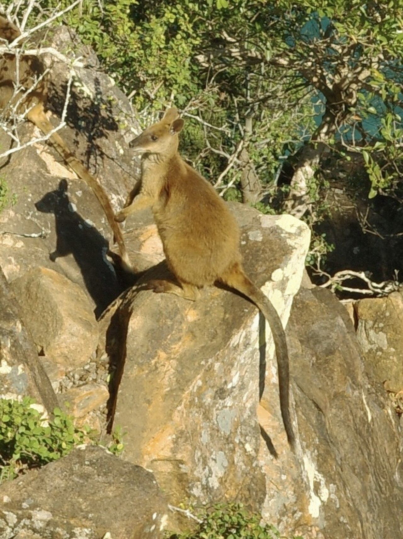 Proserpine Rock Wallaby reference