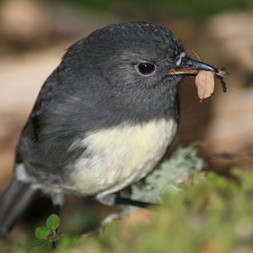 South Island Robin reference