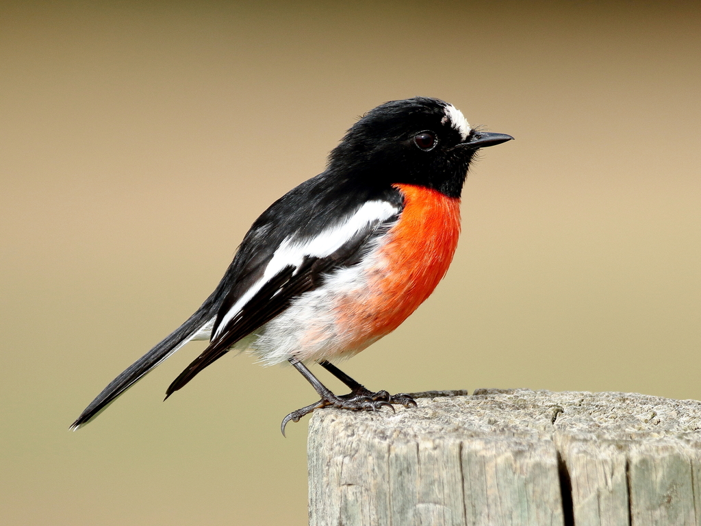 Scarlet Robin reference
