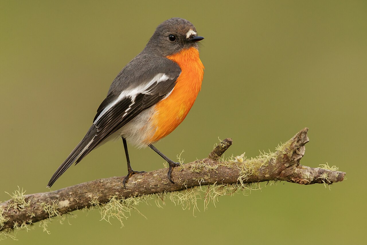 Flame Robin reference