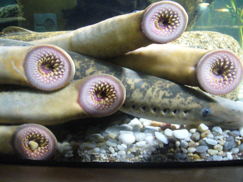 Sea Lamprey reference