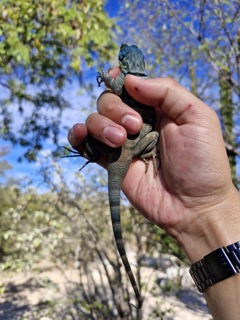Baja California Rock Lizard reference
