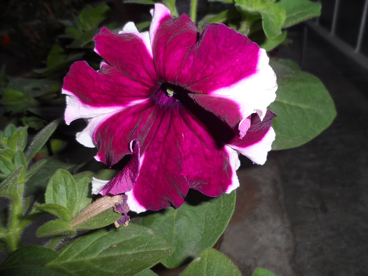 Garden Petunia reference