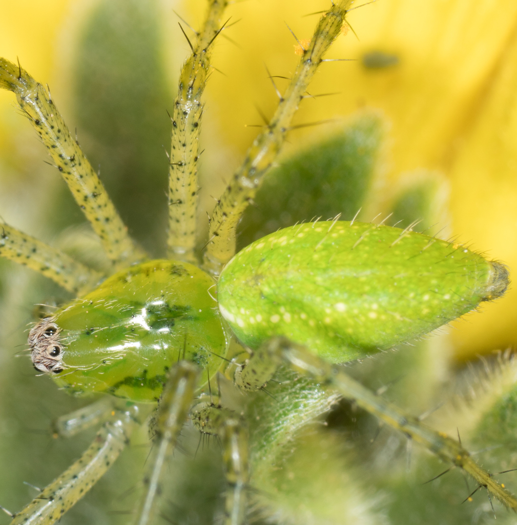 Lesser Green Lynx Spider reference