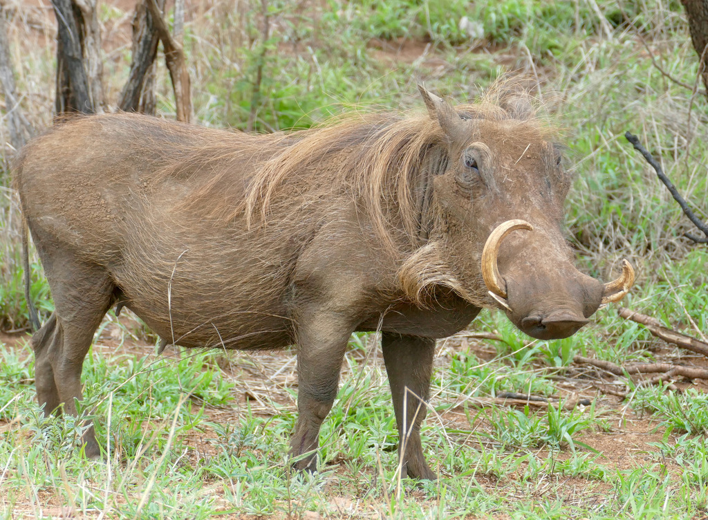 Warthog reference