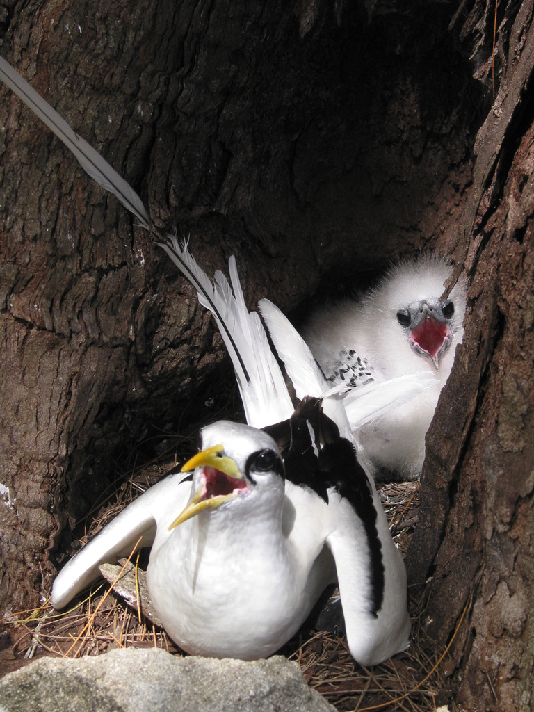 White-tailed Tropicbird reference