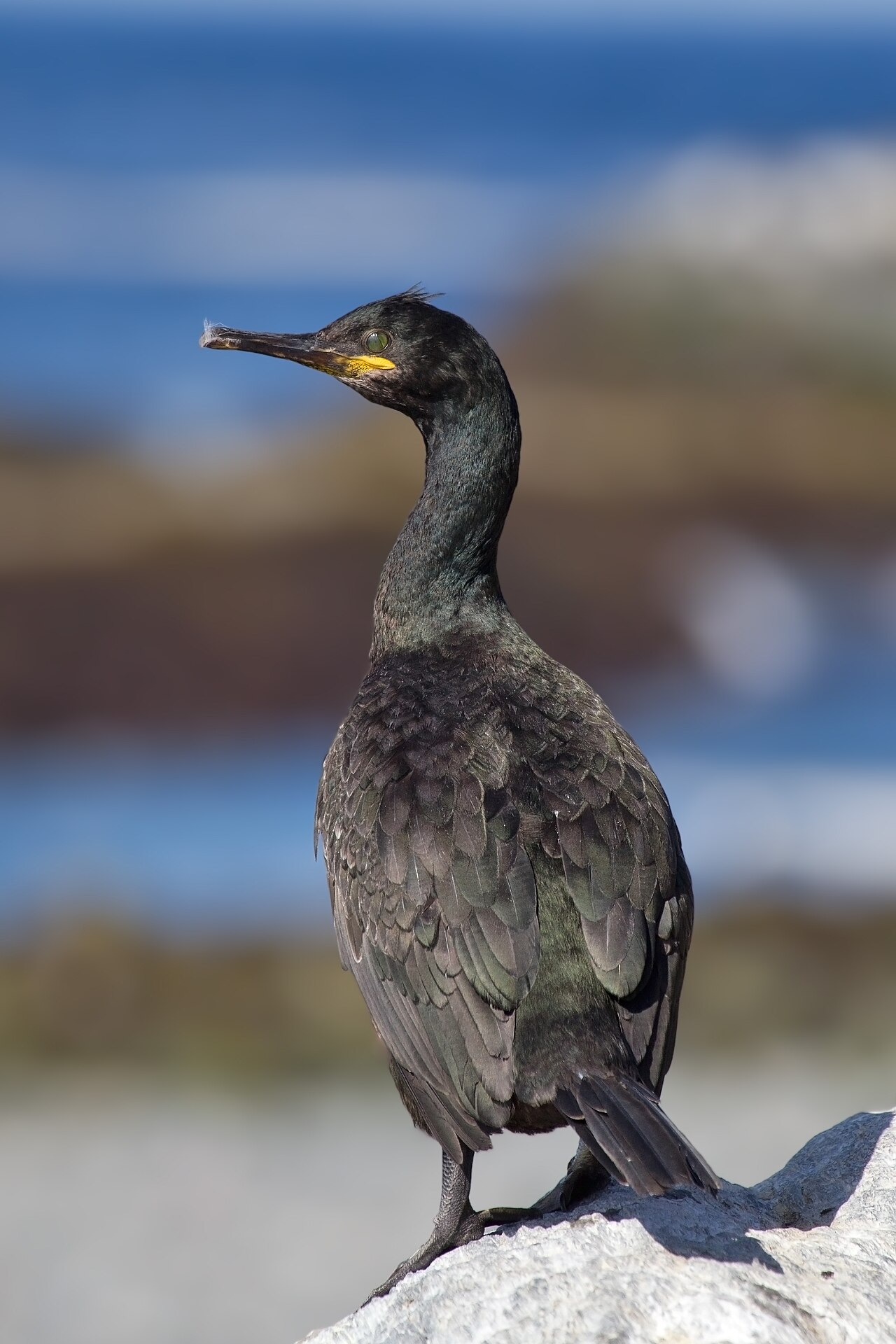 Phalacrocorax aristotelis reference