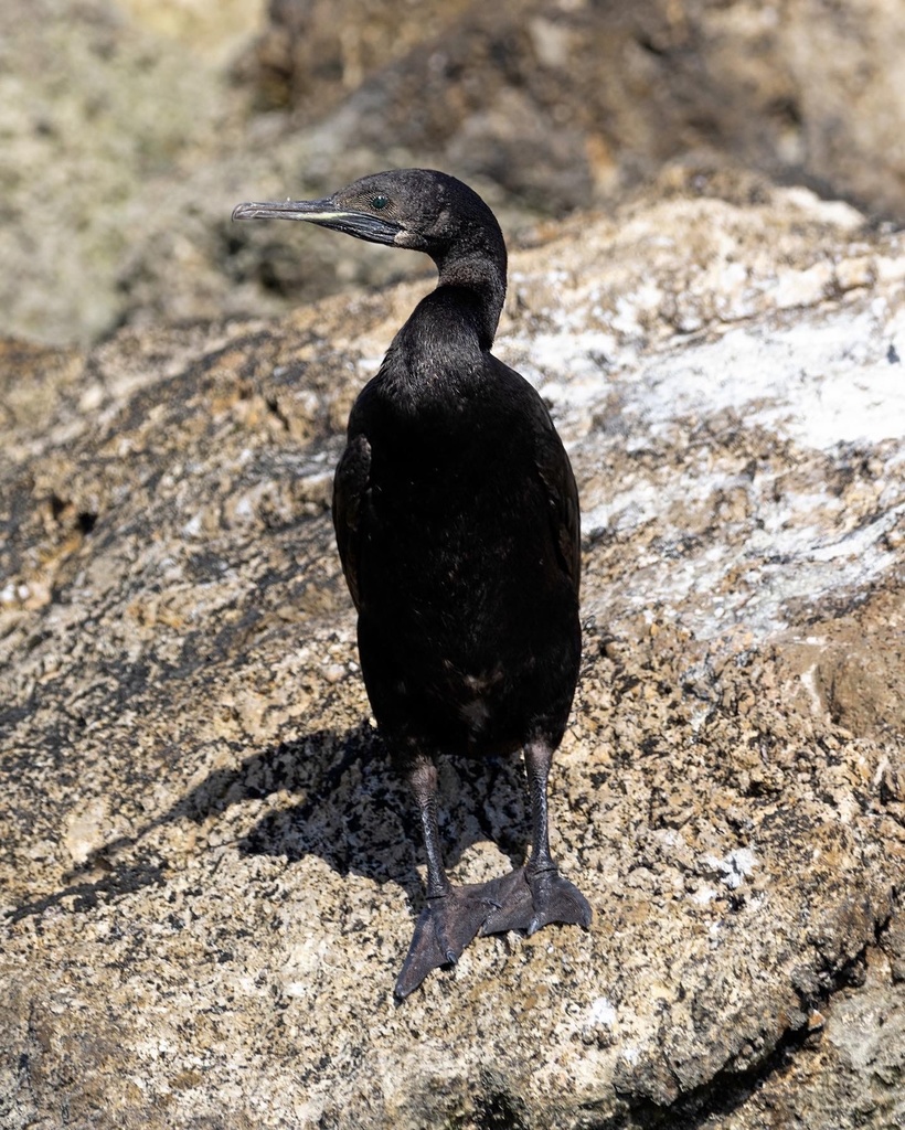 Socotra Cormorant reference