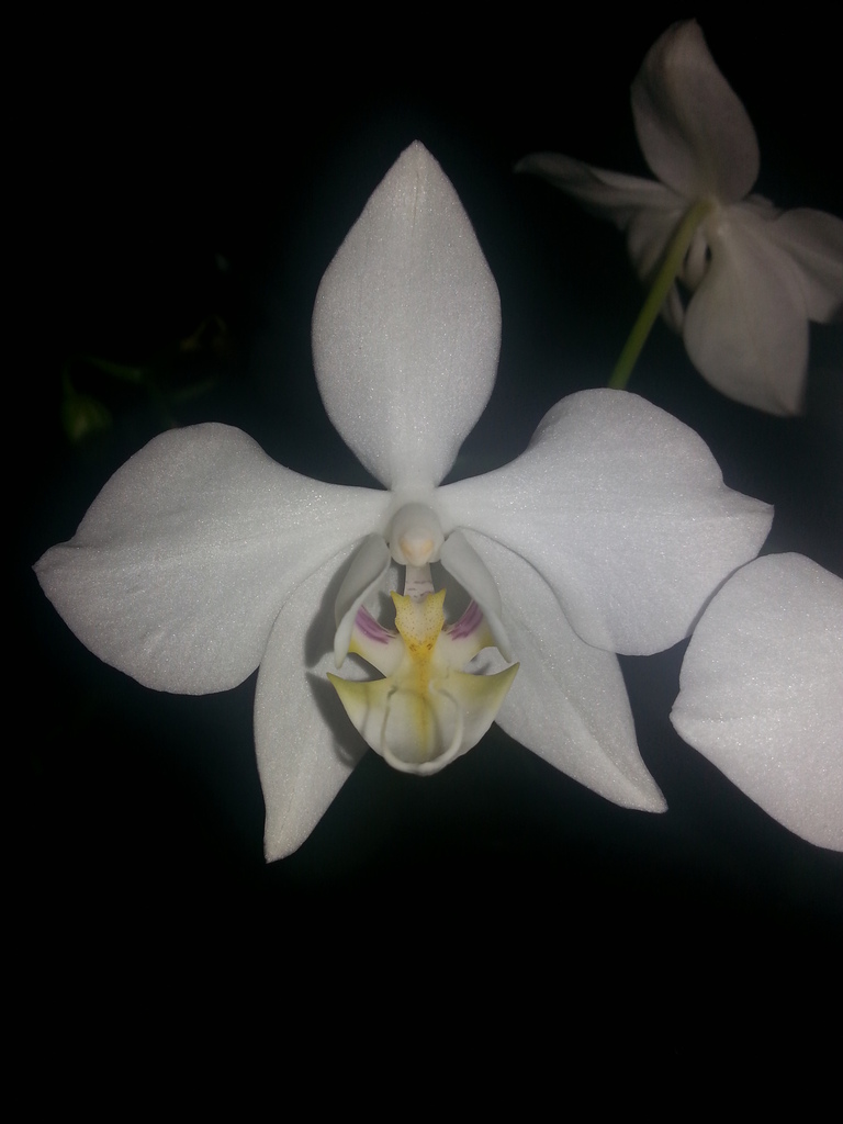 Phalaenopsis aphrodite reference