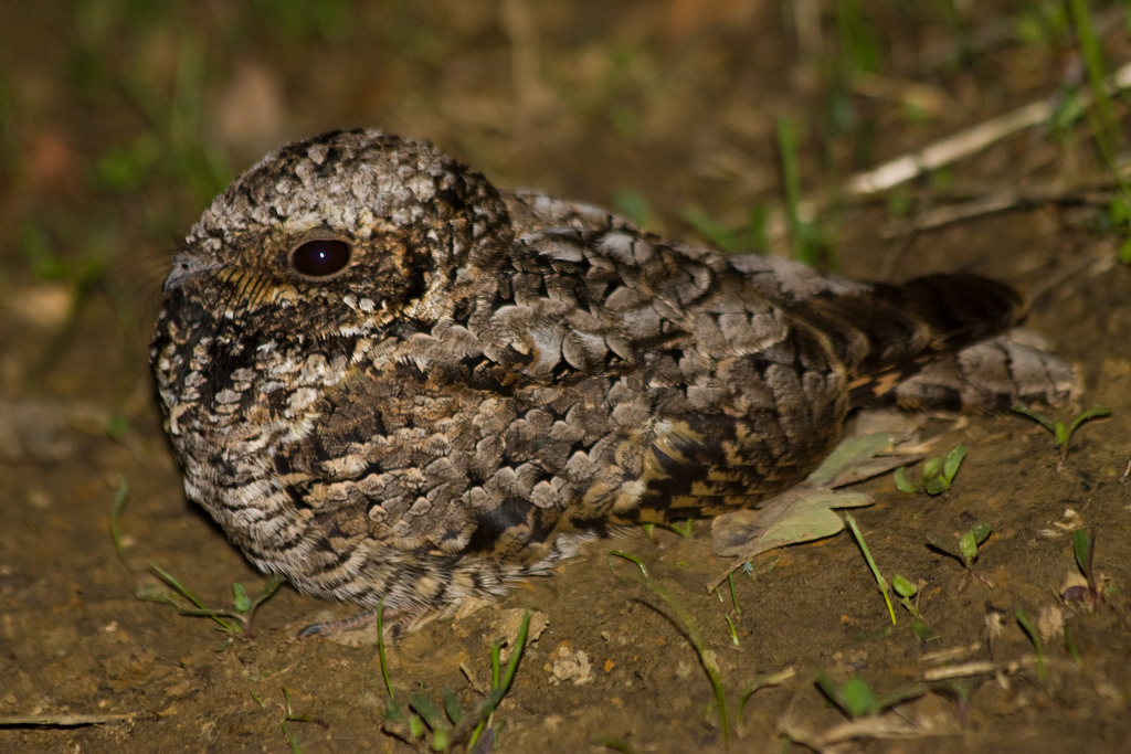 Common Poorwill reference