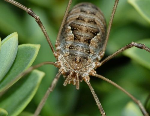 European Harvestman reference