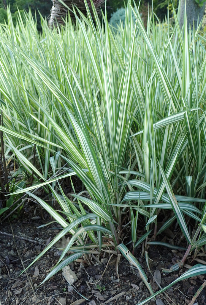 reed canary grass reference