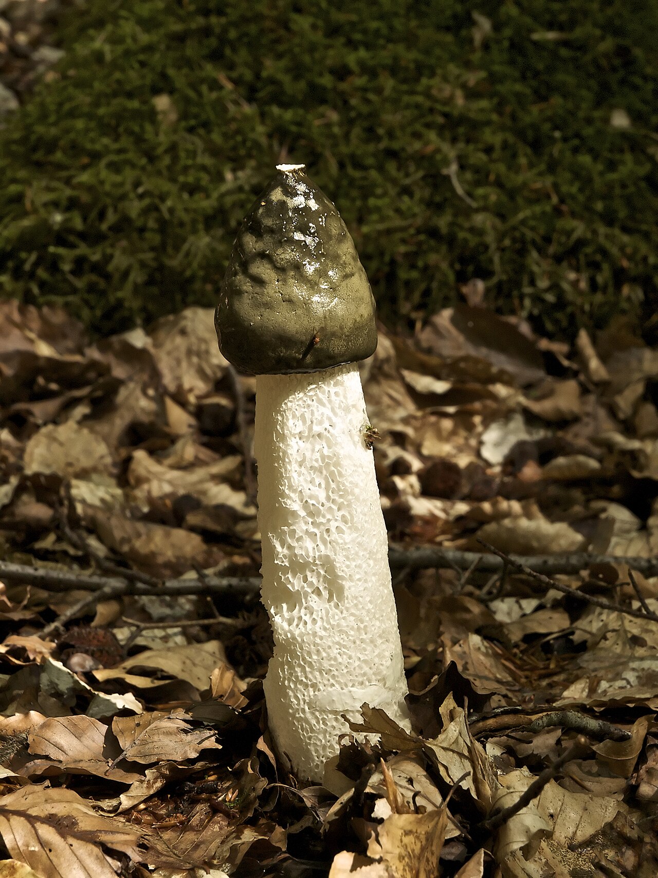 Common Stinkhorn reference