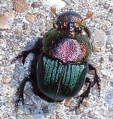 Rainbow Scarab reference