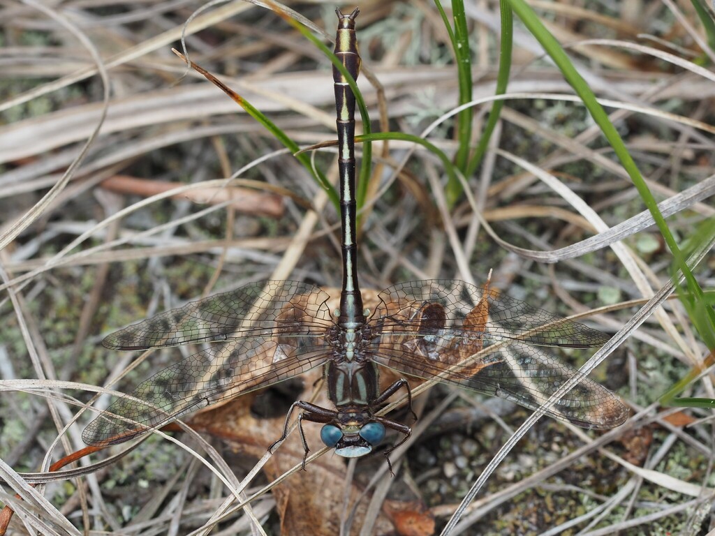 Lancet Clubtail reference