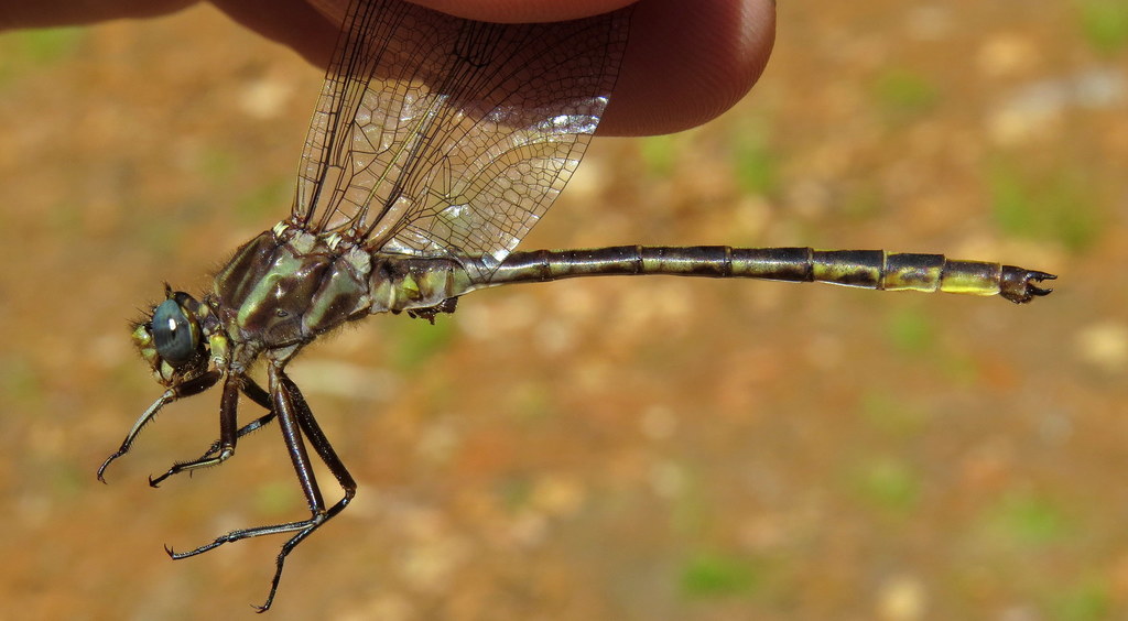 Dusky Clubtail reference