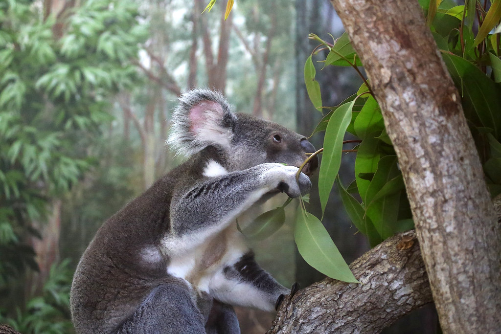 New South Wales Koala reference