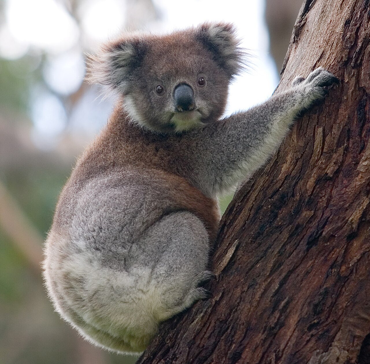 Victorian Koala reference