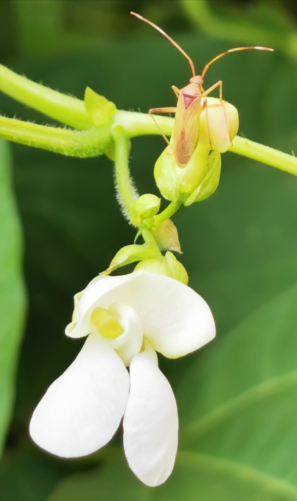 Common Bean reference
