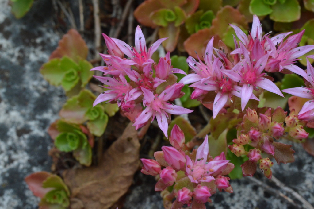 Caucasian Stonecrop reference