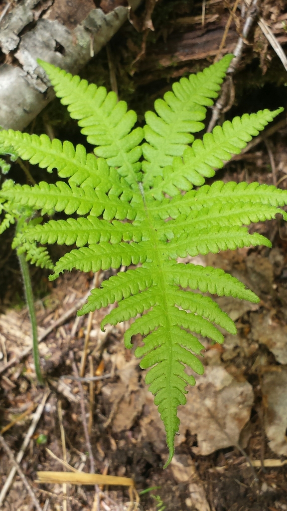 Northern Beech Fern reference