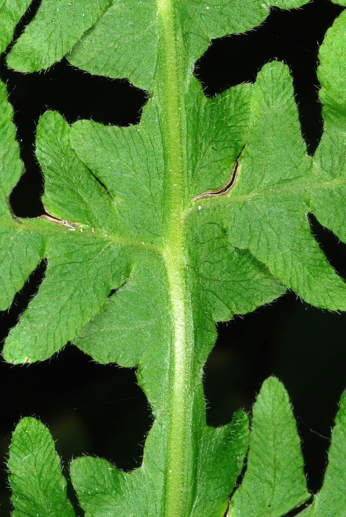 Broad Beech Fern reference