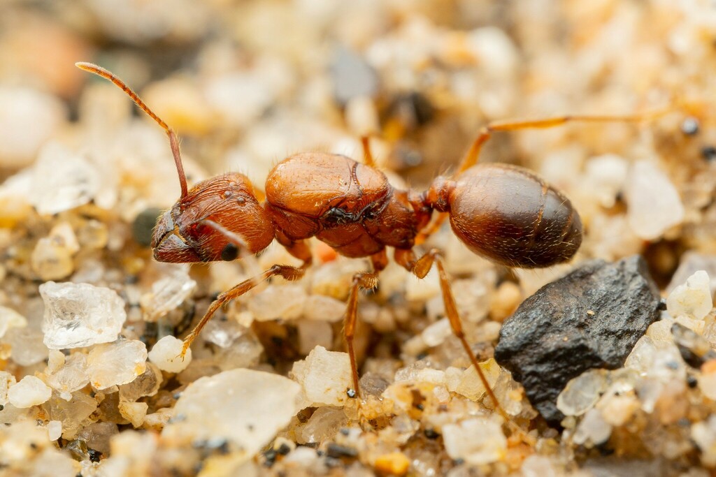 Hyatt's Big-headed Ant reference