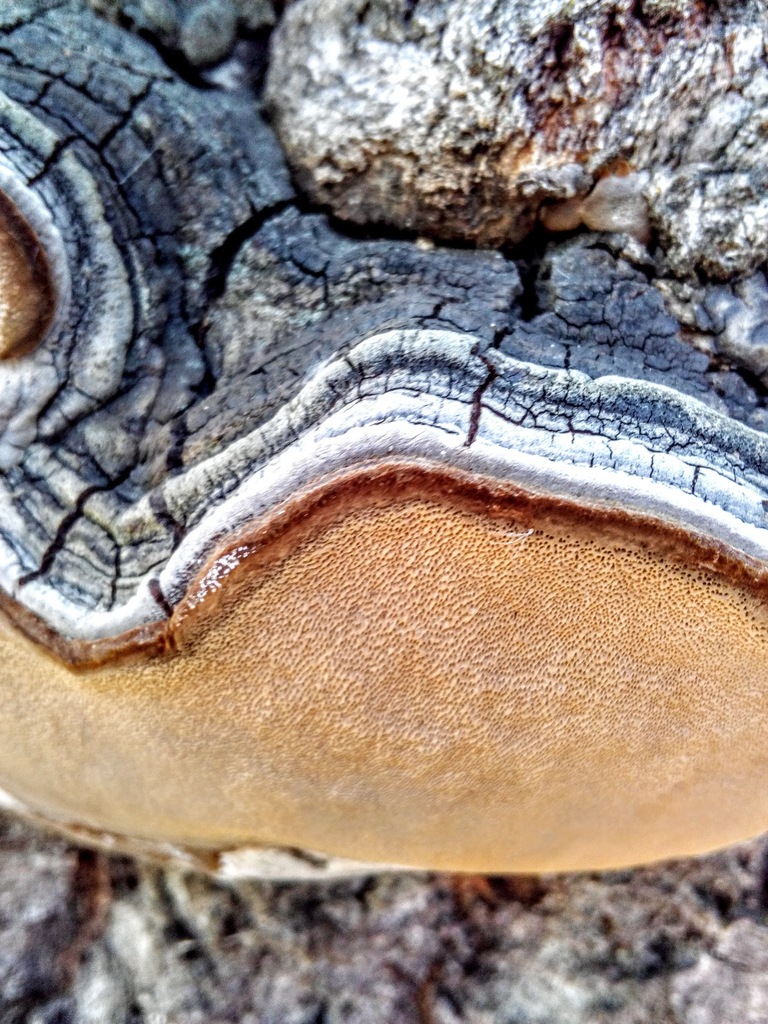 Aspen Bracket reference