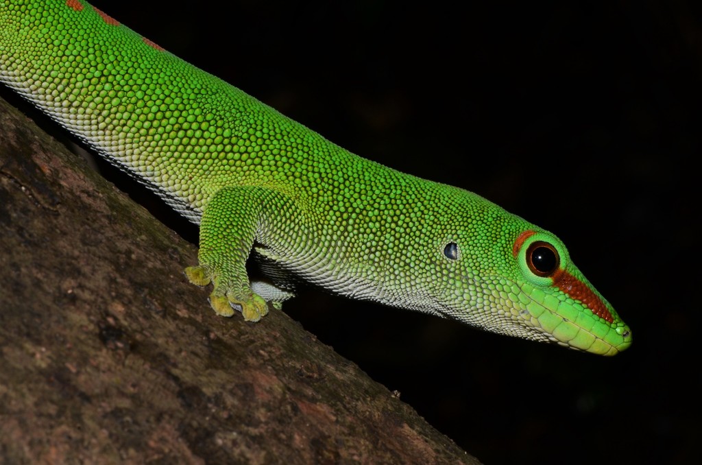 Giant Day Gecko reference