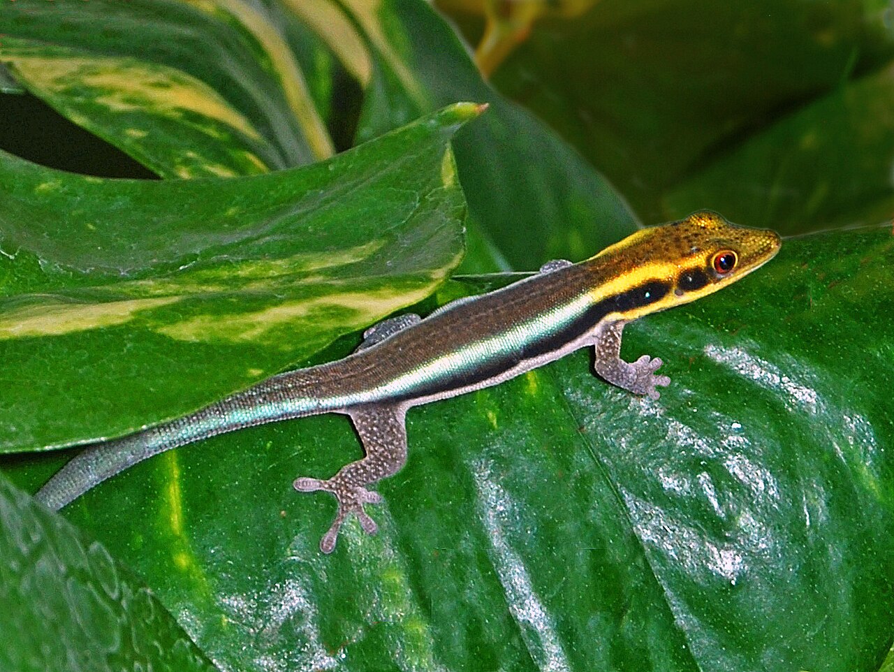 Yellow-headed Day Gecko reference