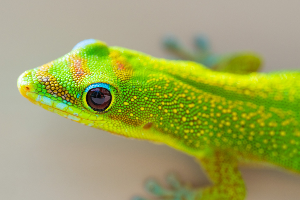 Gold Dust Day Gecko reference