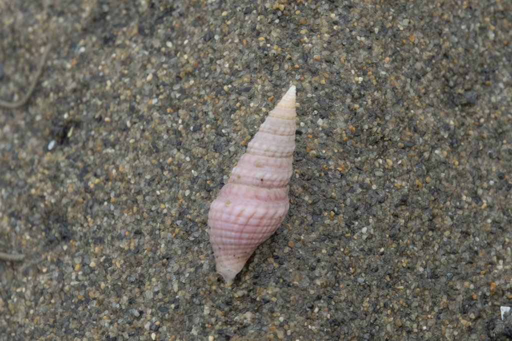Pink Tower Shell reference