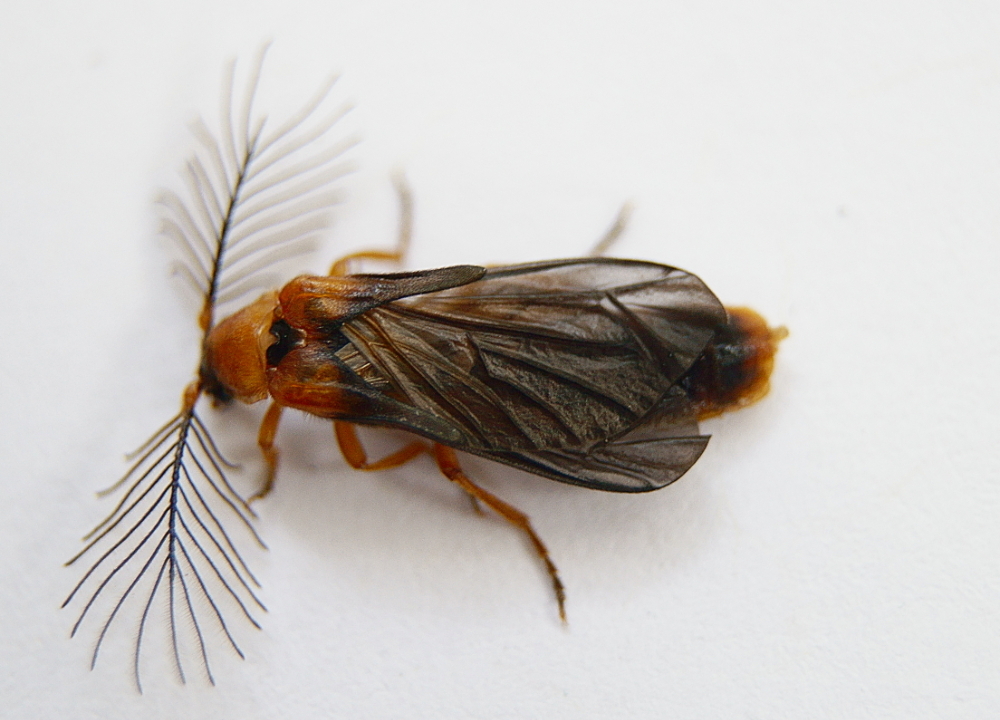 Plumose Glowworm Beetle reference