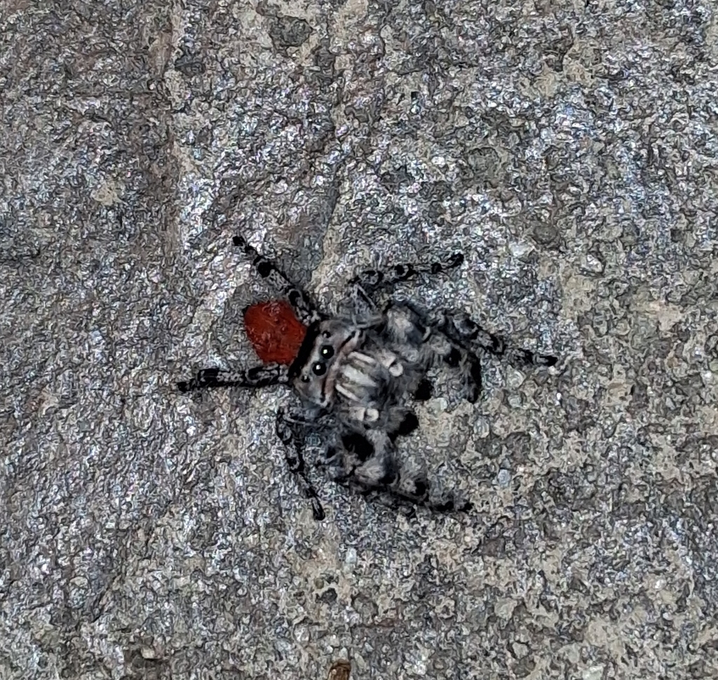 Phidippus adumbratus reference