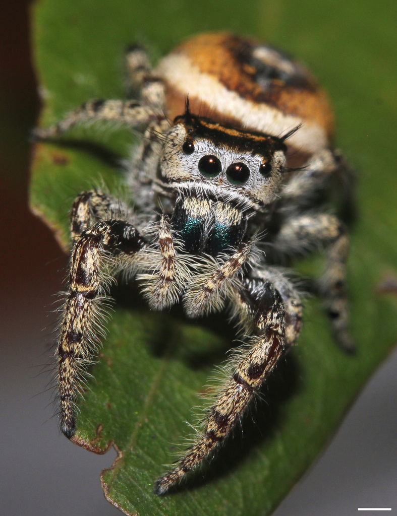 Phidippus arizonensis reference