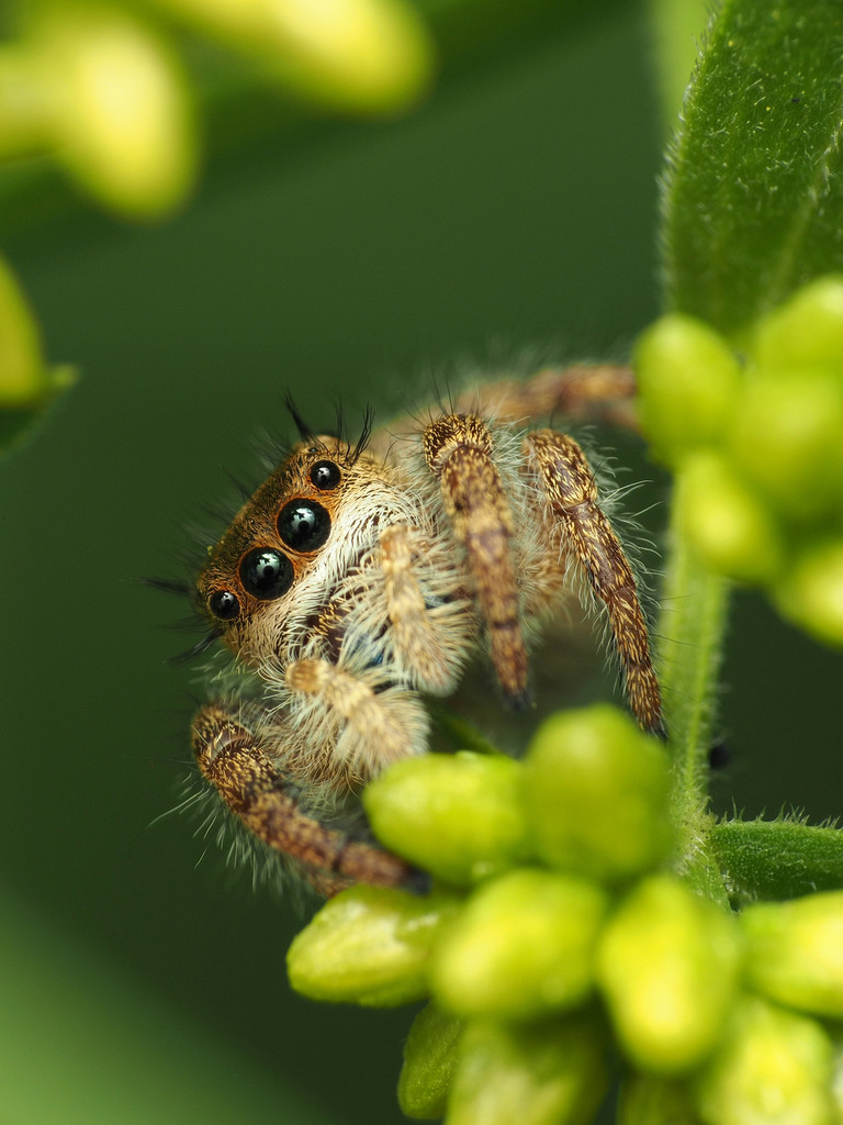 Bold Jumping Spider reference