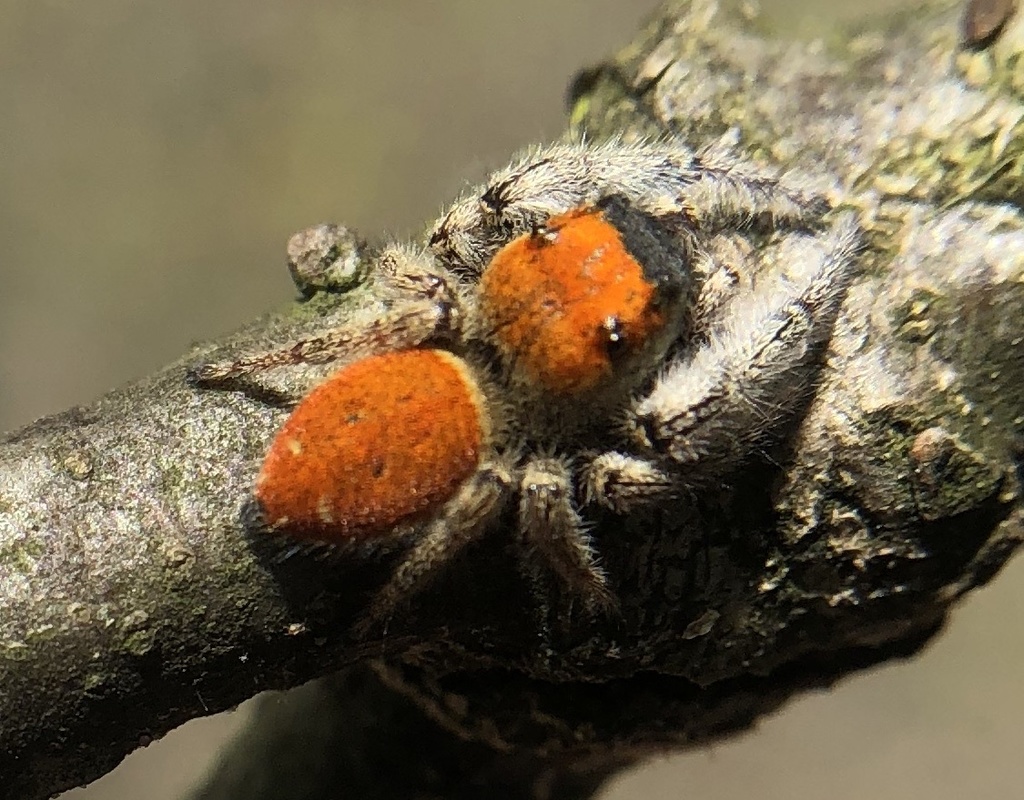 Johnson's Jumping Spider reference