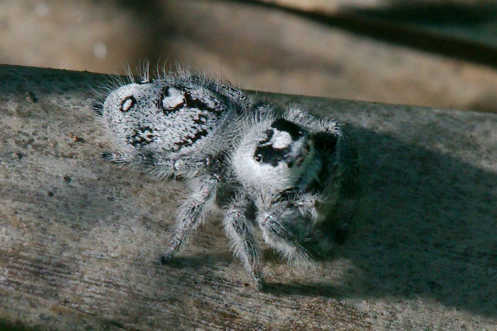 canopy jumping spider reference