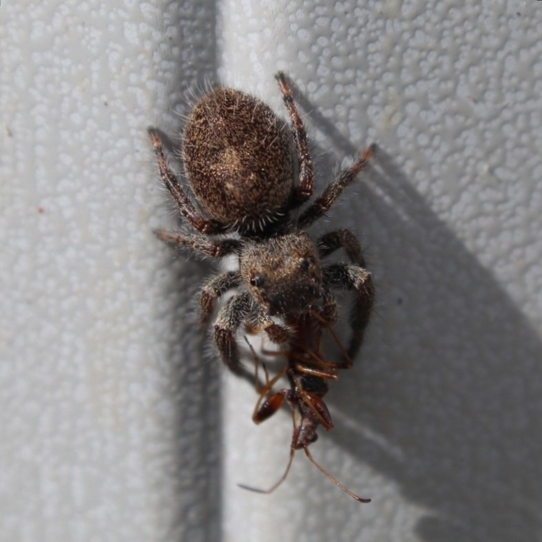 Grayish Jumping Spider reference