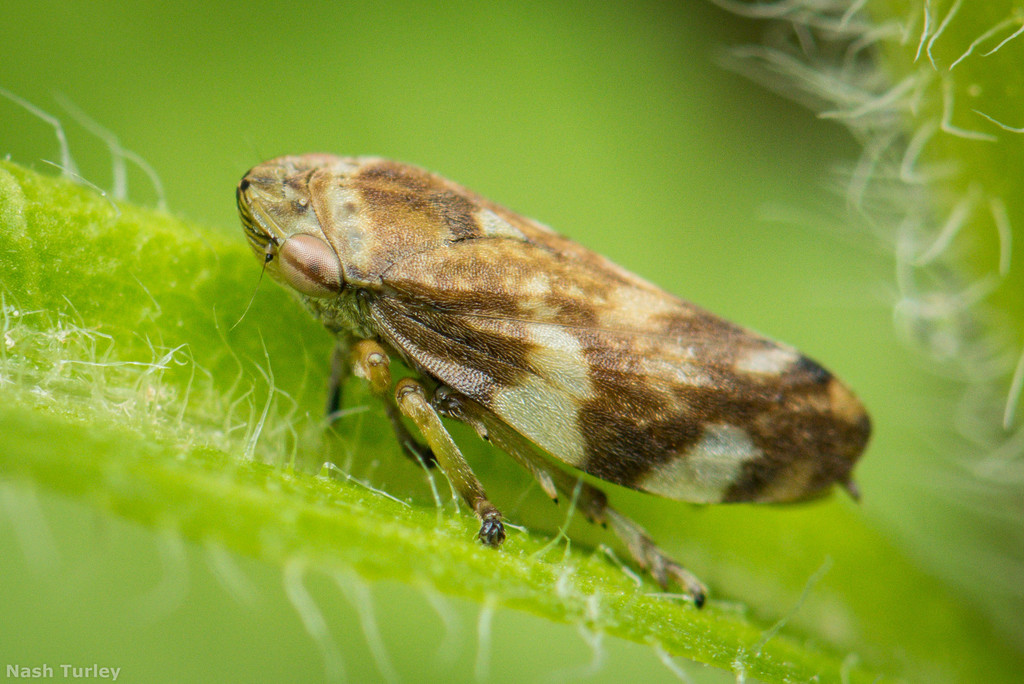 Meadow Spittlebug reference