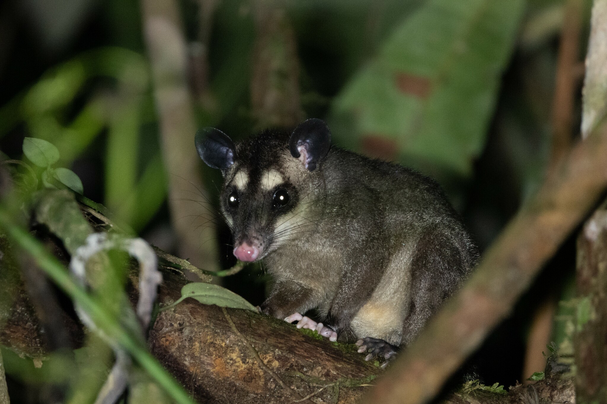 Gray Four-eyed Opossum reference