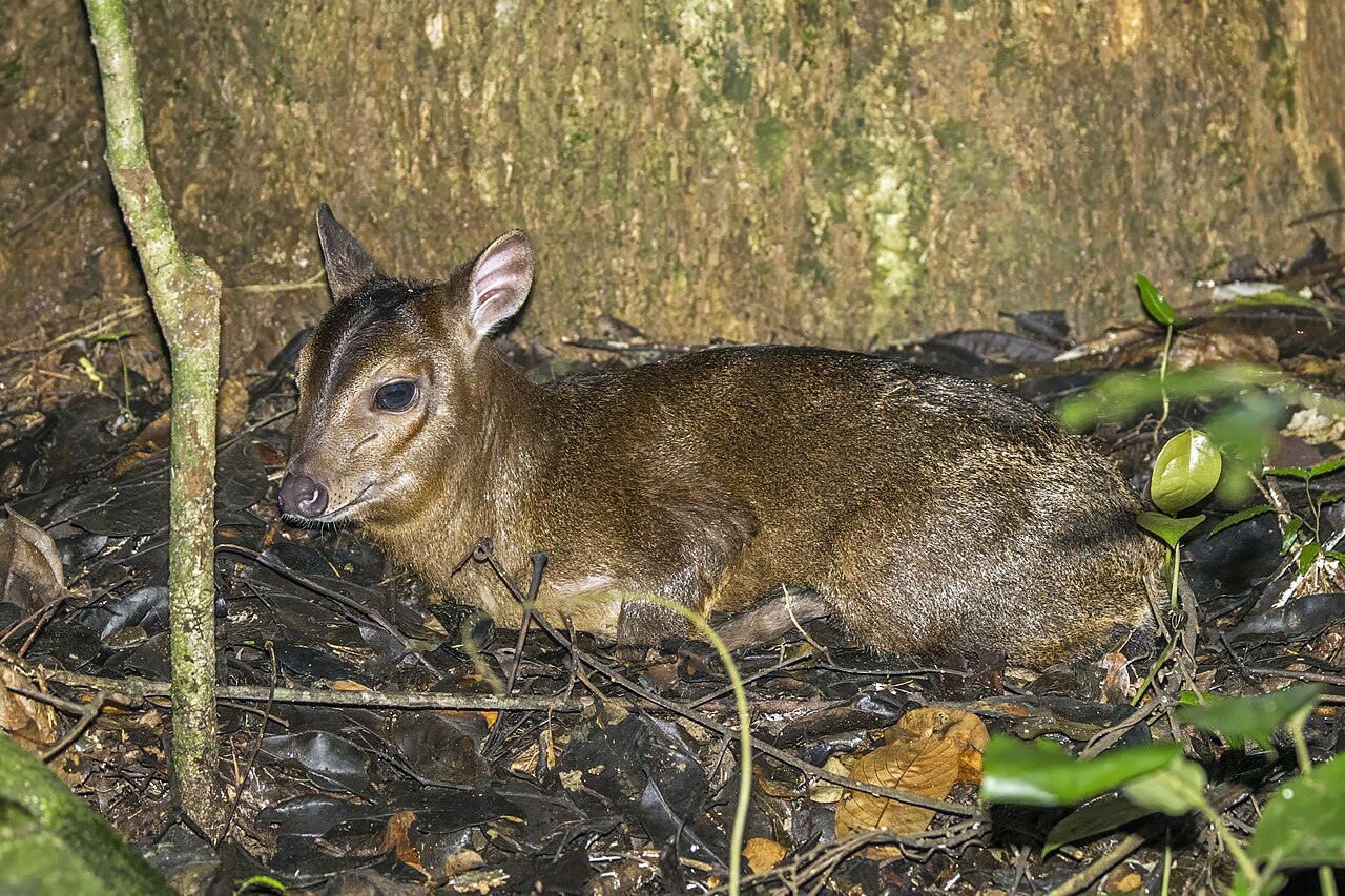 Maxwell's Duiker reference