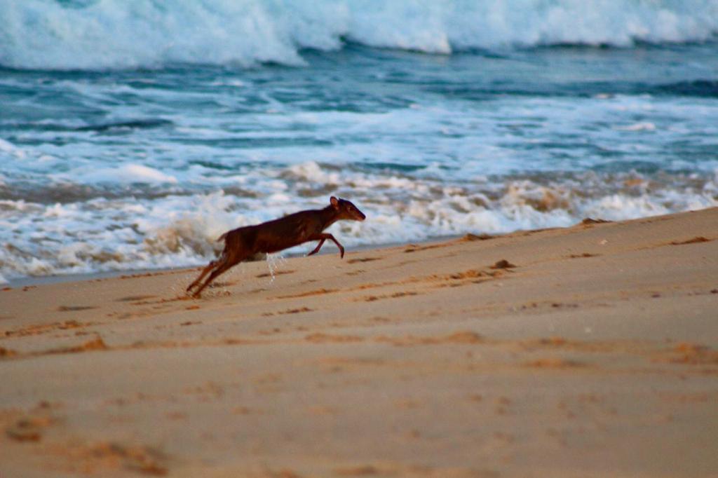 Blue Duiker reference